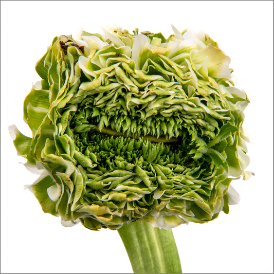 Rebel Bloom