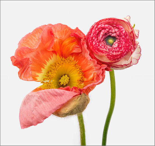 Sweetened Color Connection