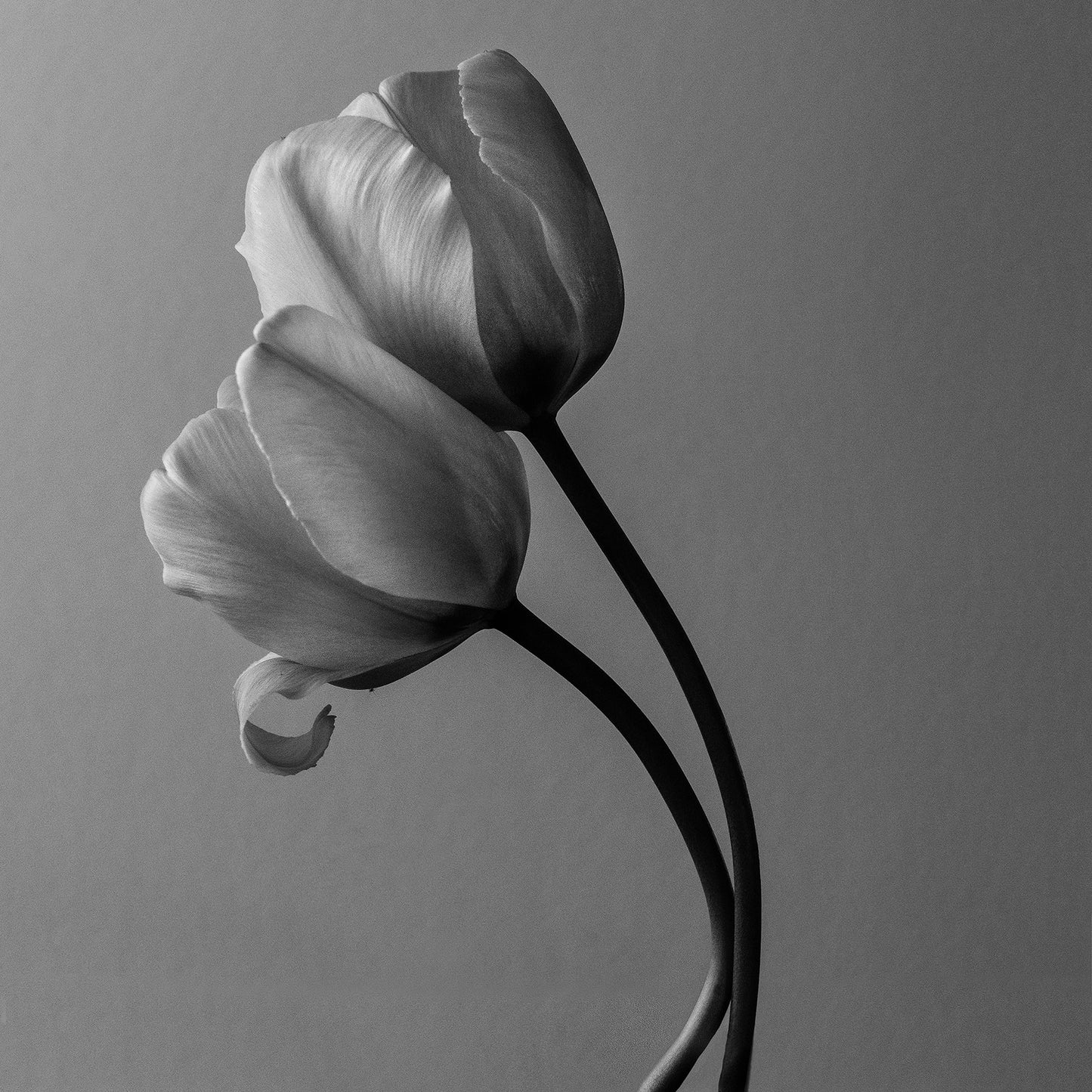 Through all the Shades