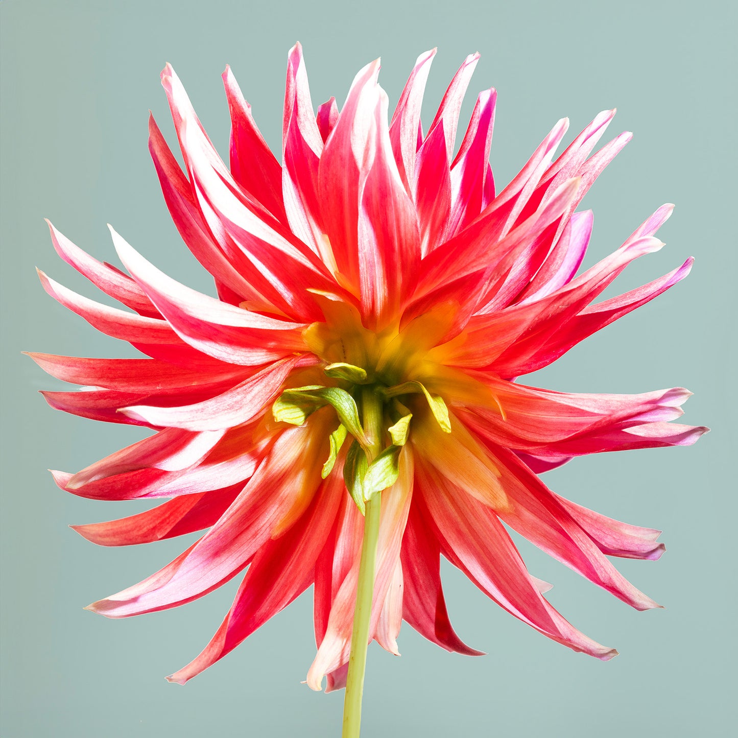 Unapologetically Petaled