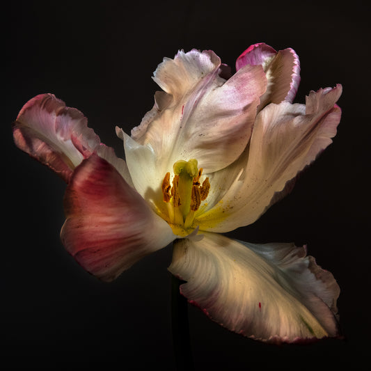 Unfolding Luminescence