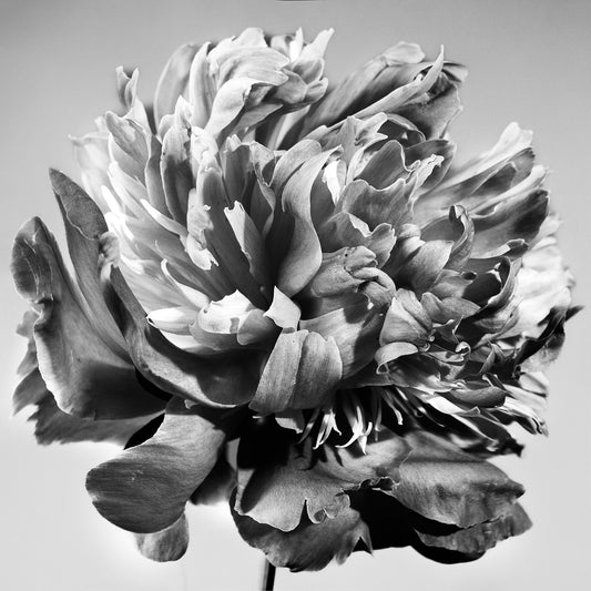 Unvarnished Elegance