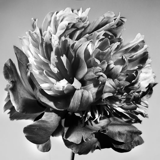 Unvarnished Elegance