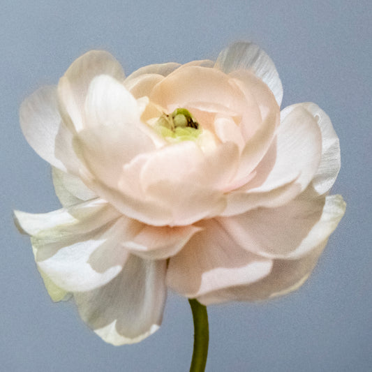 Whispered Glow