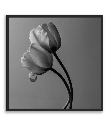 Through all the Shades