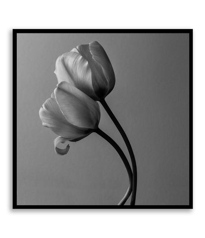 Through all the Shades