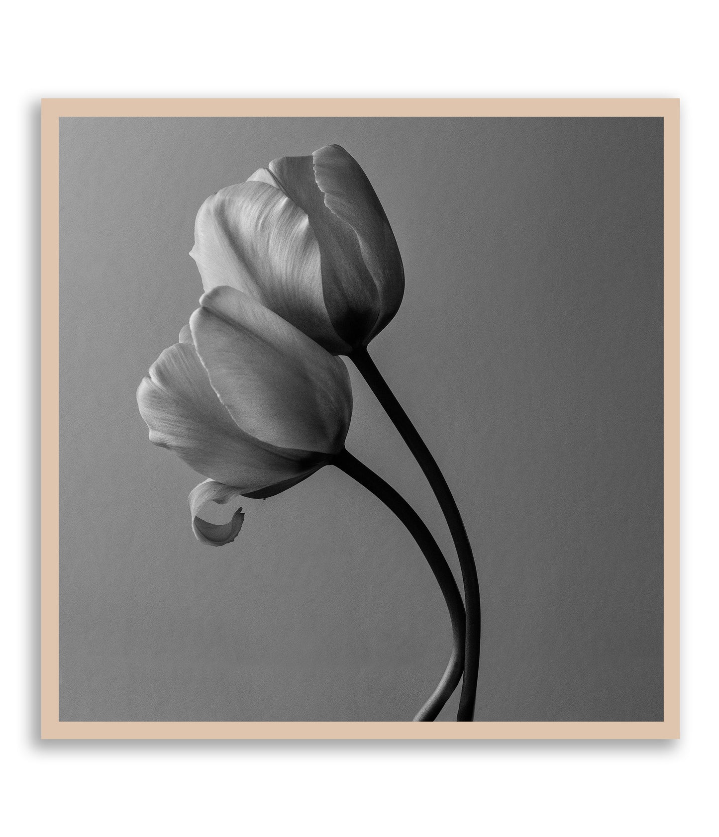 Through all the Shades