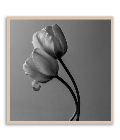 Through all the Shades