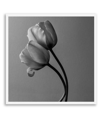 Through all the Shades