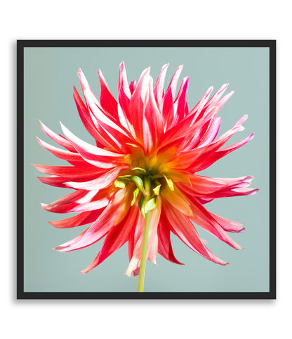 Unapologetically Petaled