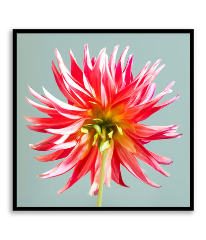 Unapologetically Petaled