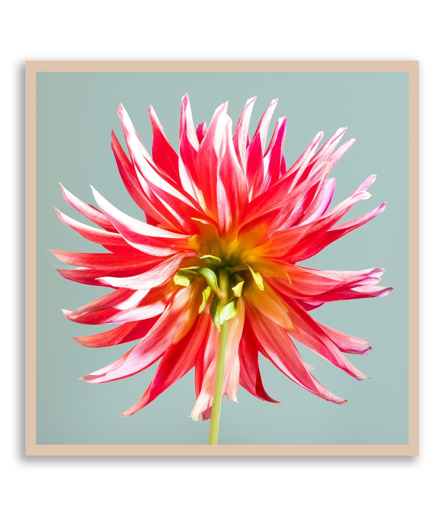 Unapologetically Petaled