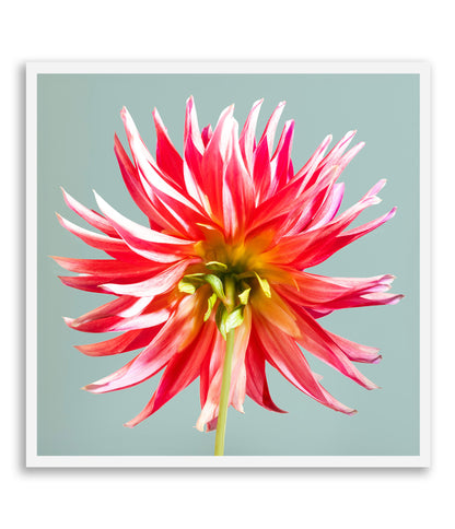 Unapologetically Petaled