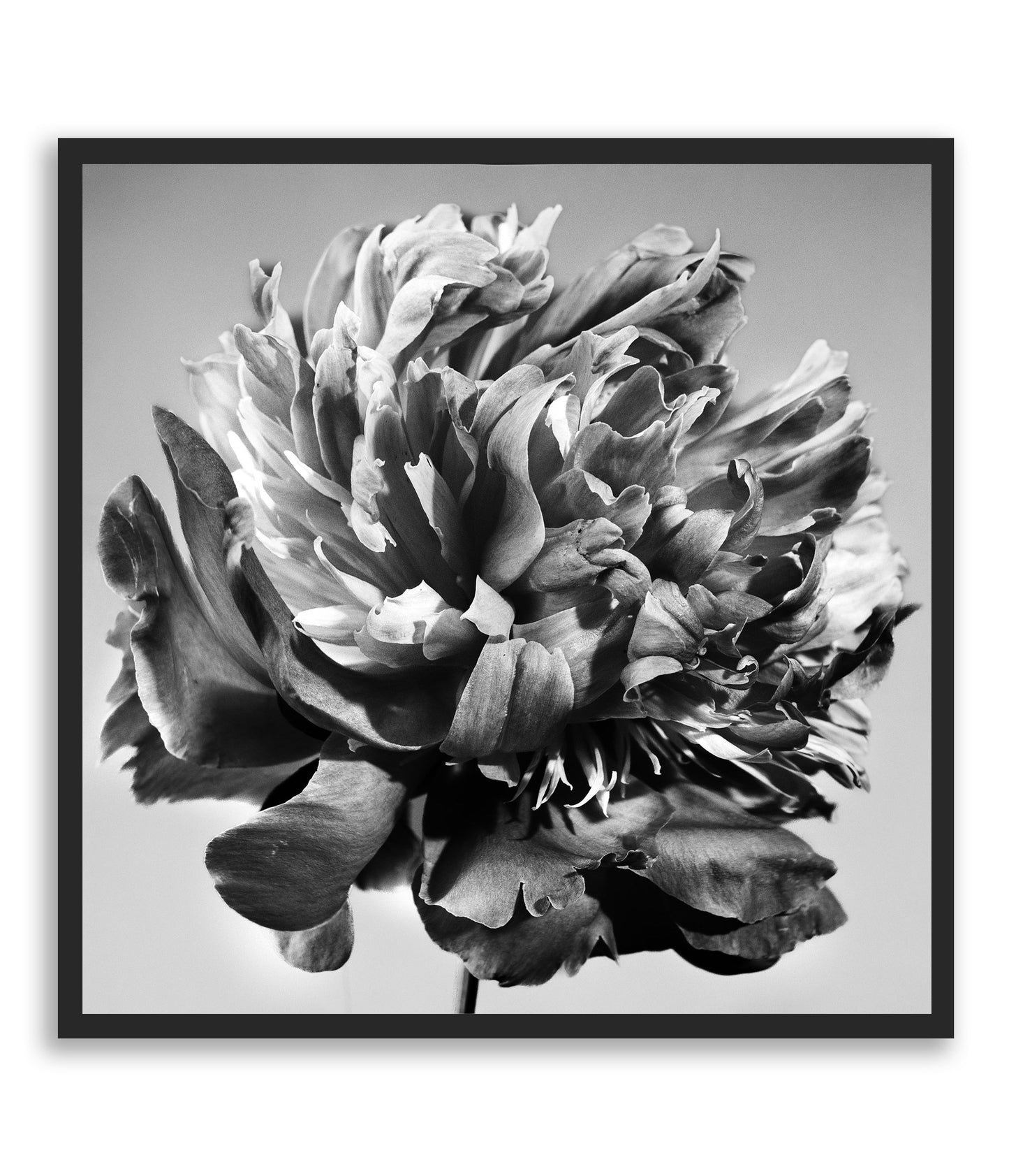 Unvarnished Elegance