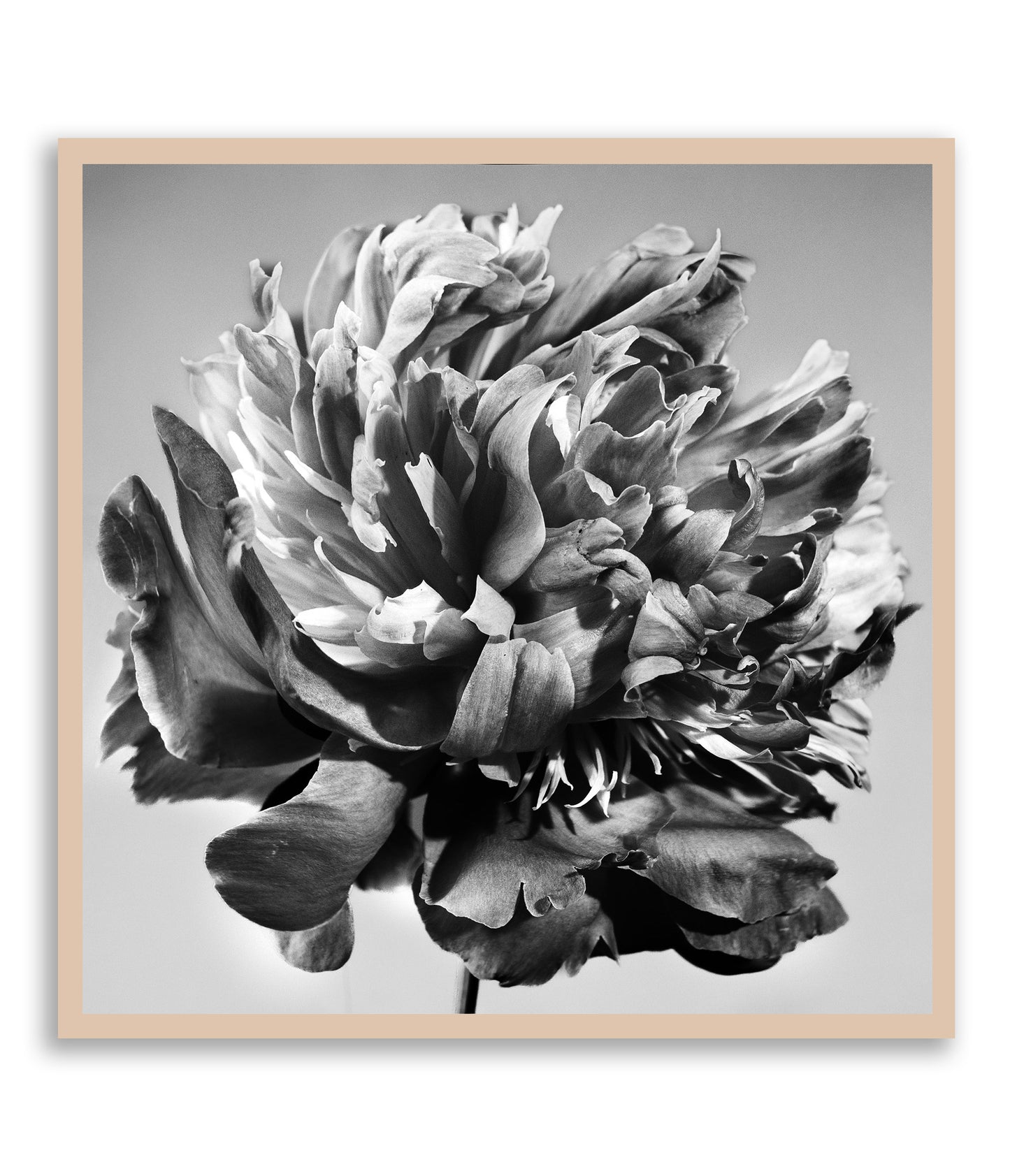 Unvarnished Elegance