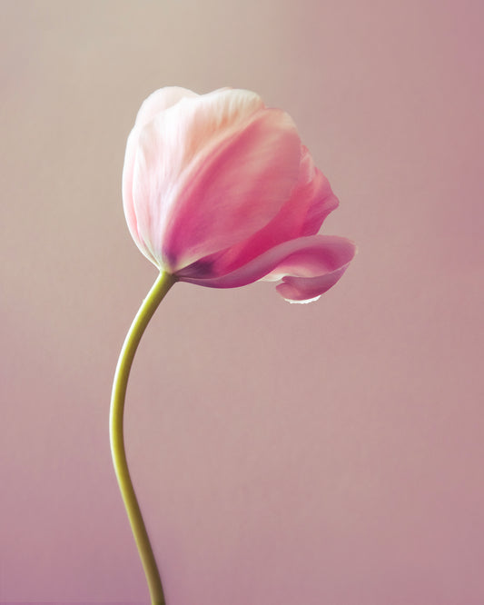 Blushing Petal