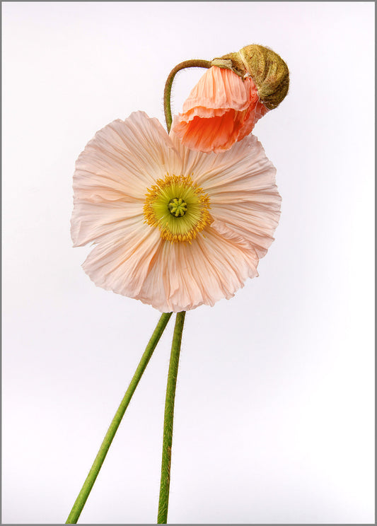 The Art of Listening